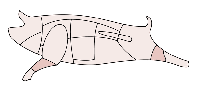 A drawing of a pig showing the position of the hock.