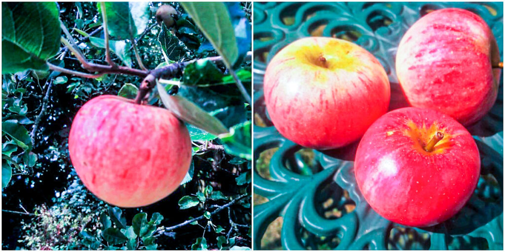 An apple growing in a tree and 3 apples on an outside table.