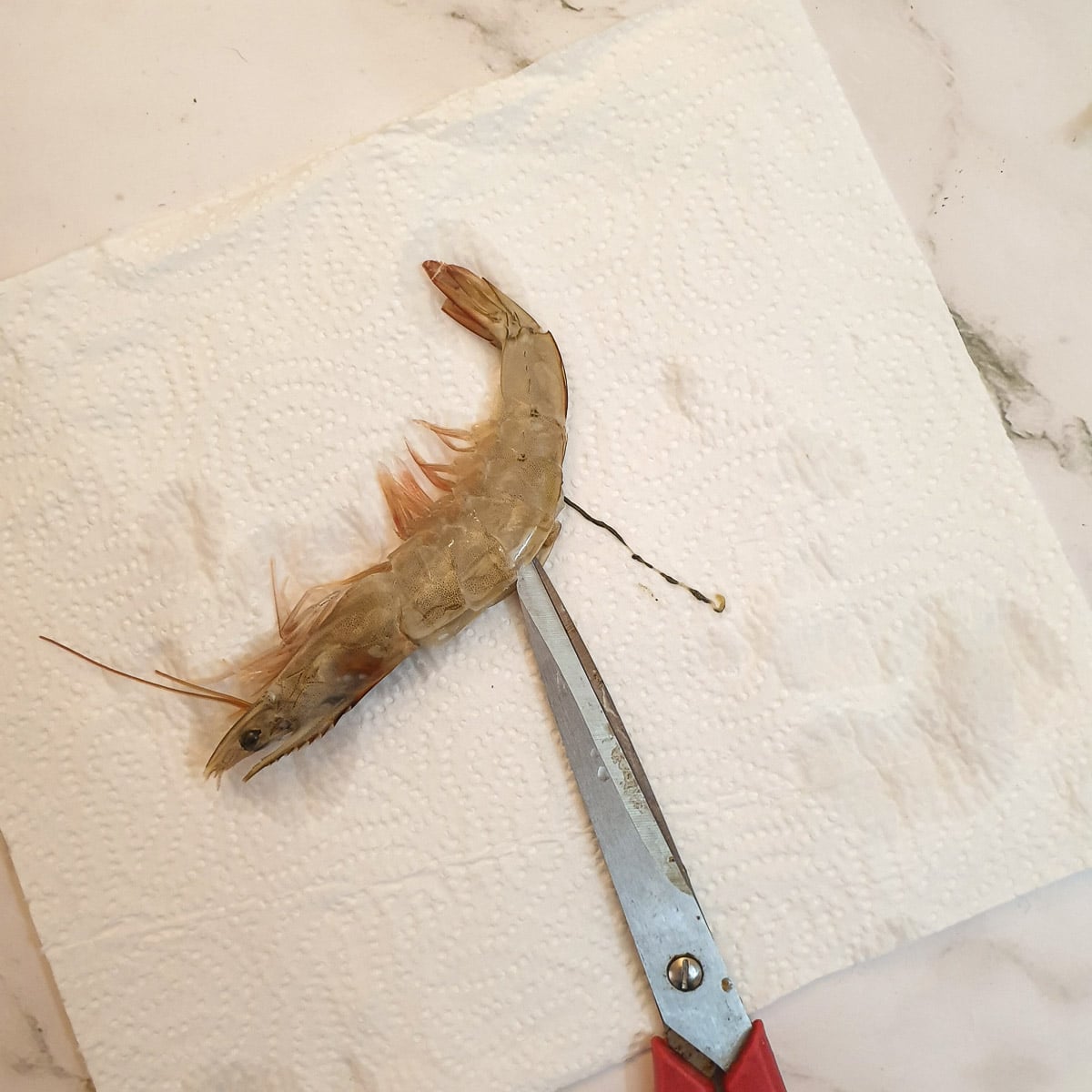 A raw prawn showing the dark vein being removed with a pair of scissors.