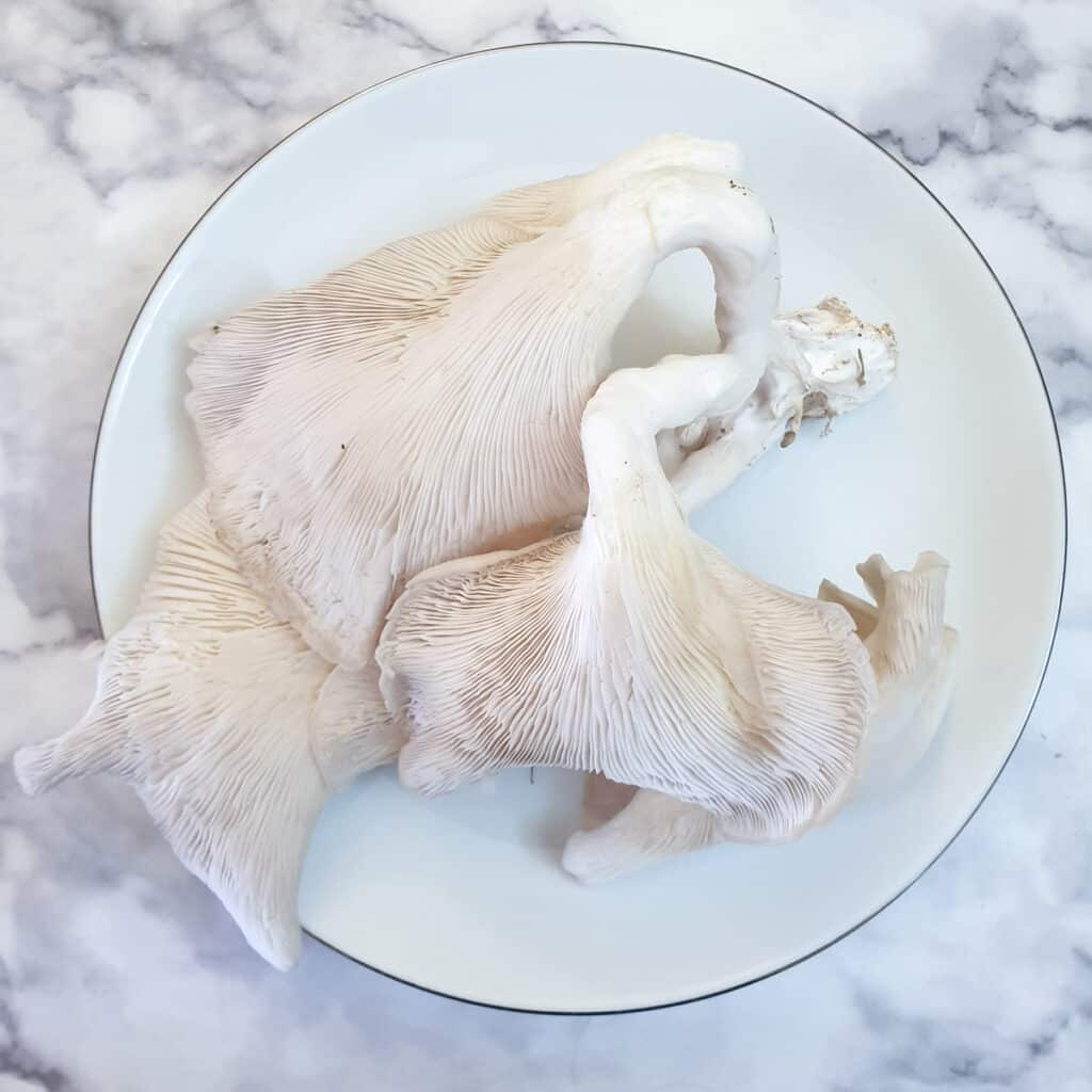 Raw oyster mushrooms on a dinner plate, showing the size they grew to.
