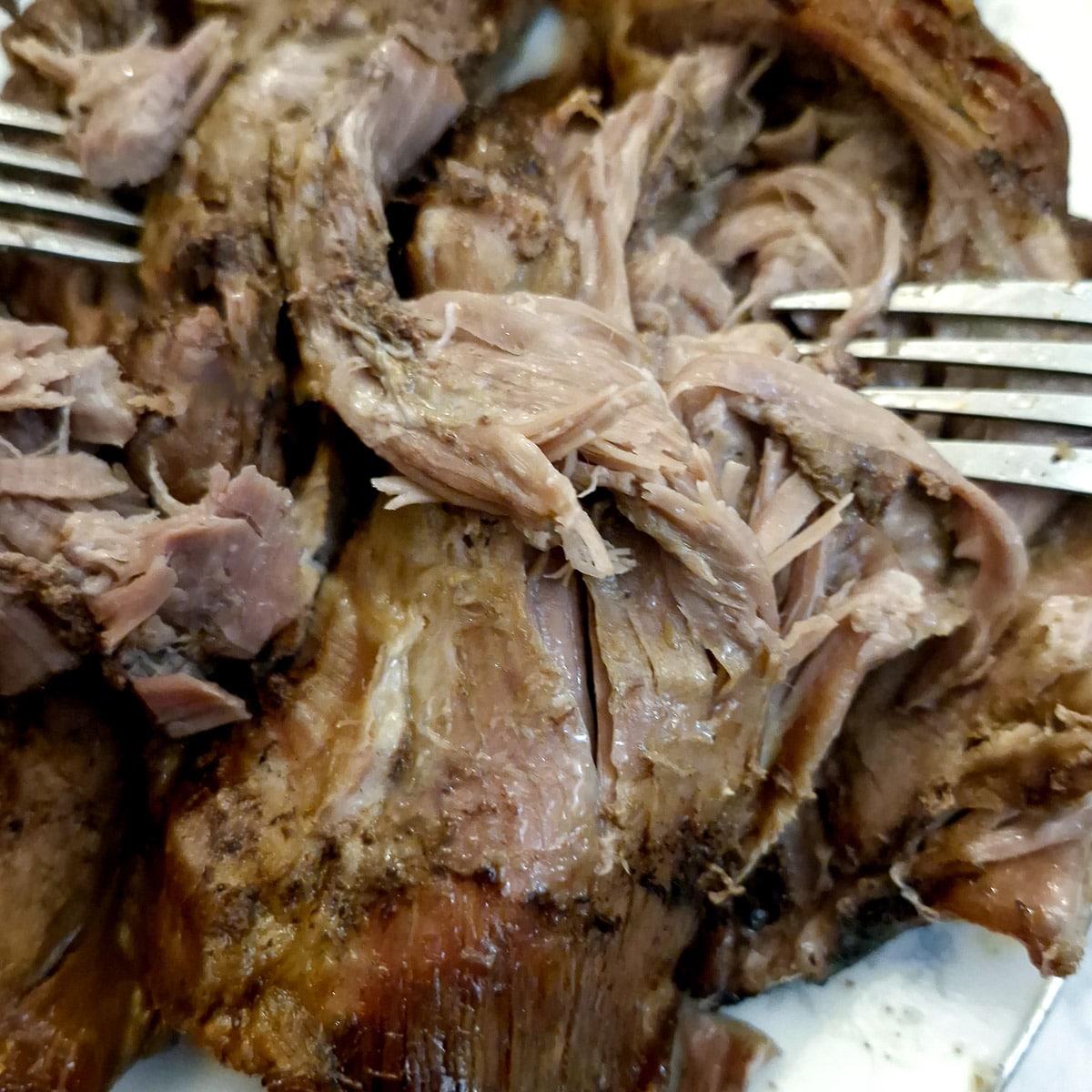 Lamb shoulder being shredded with two forks.