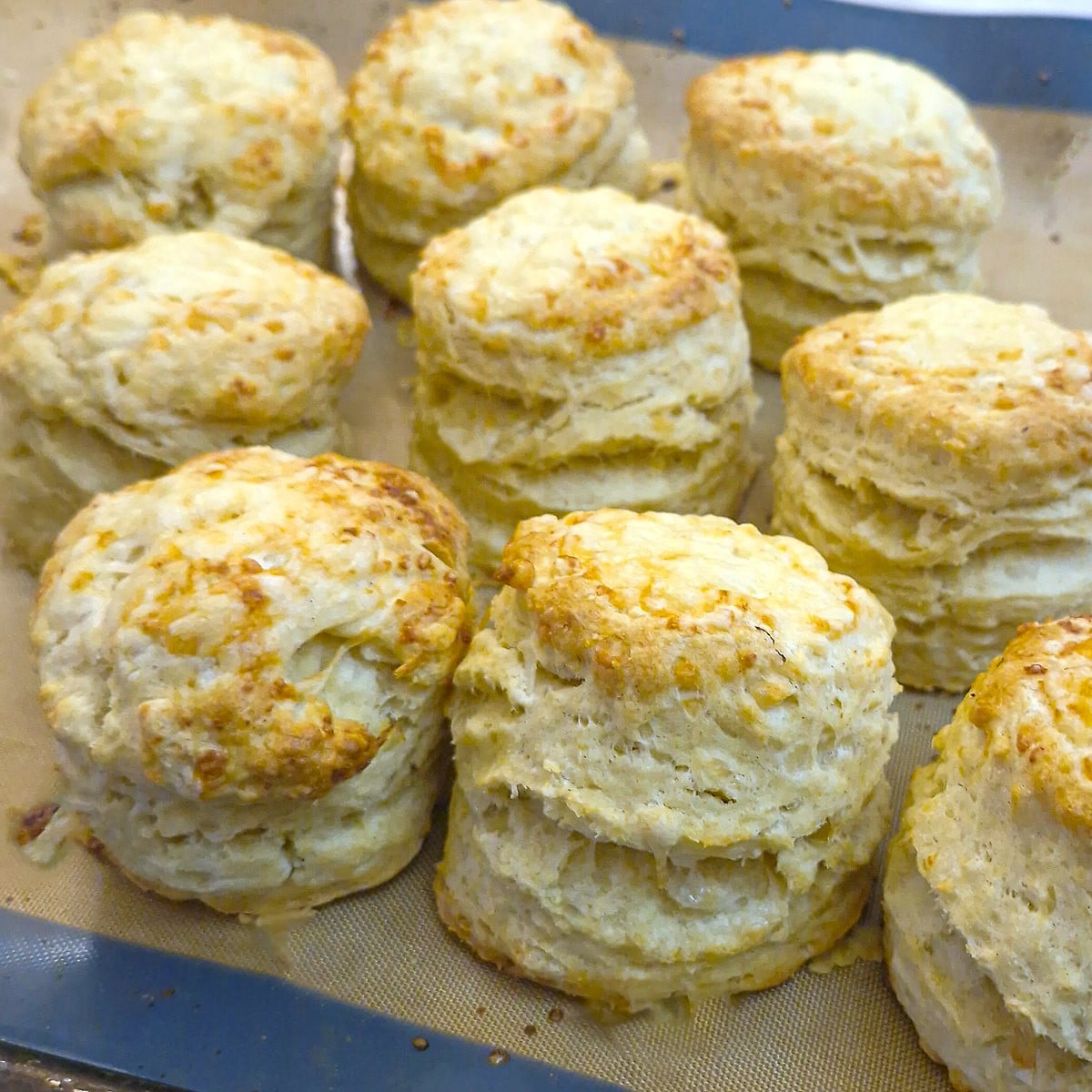 High-rise cheese scones fresh out of the oven.