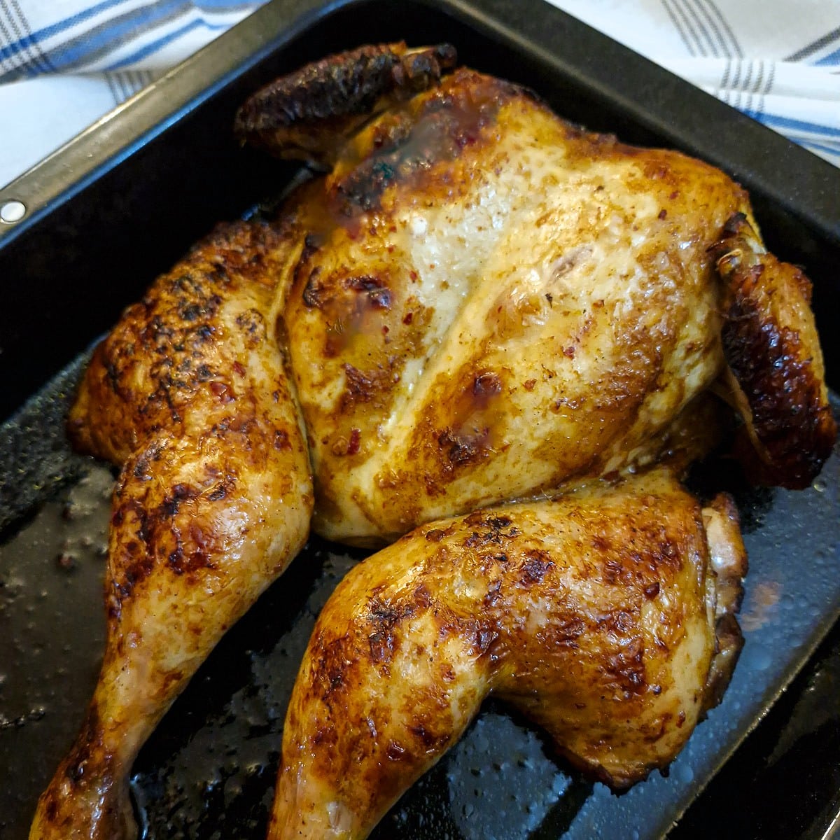 A roast chicken in a roasting pan after it has been browned.
