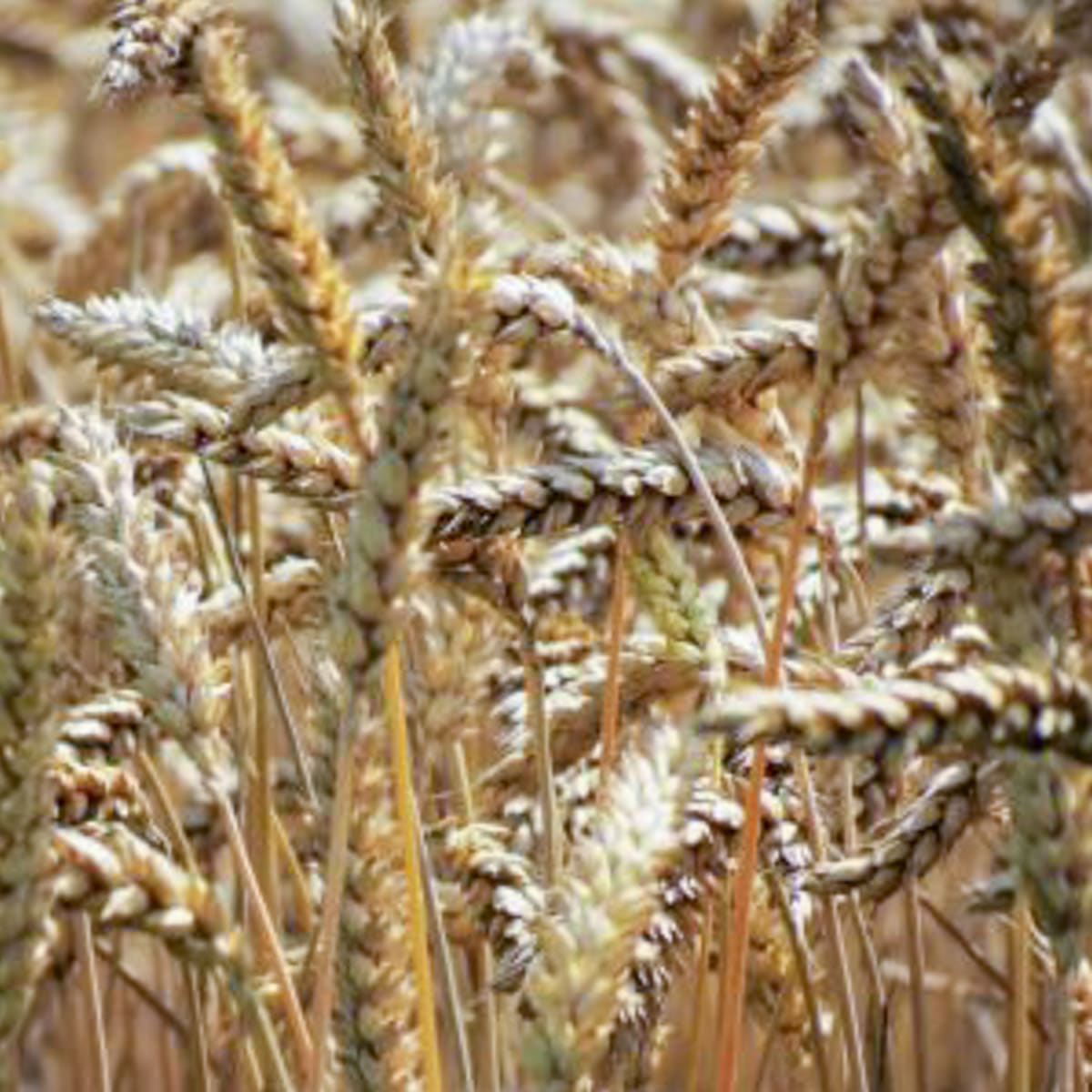 Wheat growing in a field.